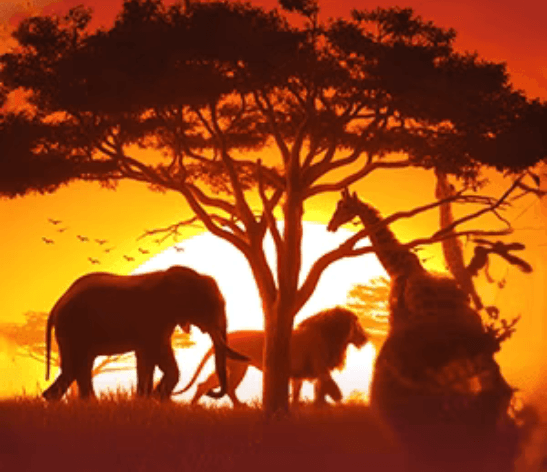 Safari Wilds